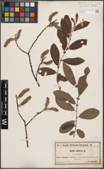 Foto von Salix cinerea L.